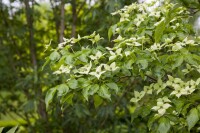 Cornus kousa chinensis 60- 80 cm