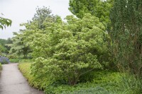 Cornus kousa chinensis 60- 80 cm