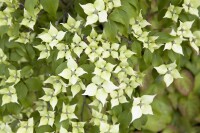 Cornus kousa chinensis 60- 80 cm