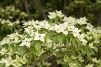 Cornus kousa chinensis 60- 80 cm