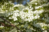 Cornus kousa chinensis 60- 80 cm