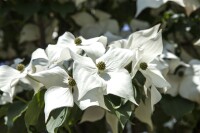 Cornus kousa chinensis 60- 80 cm