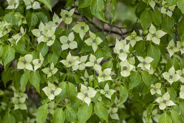 Cornus kousa chinensis China Girl 40- 60 cm