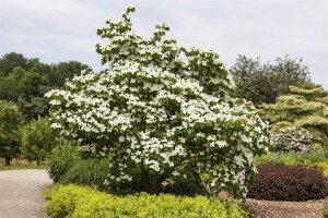 Cornus kousa chinensis China Girl 40- 60 cm