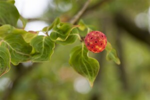 Cornus kousa chinensis China Girl 40- 60 cm