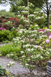 Cornus kousa chinensis China Girl 40- 60 cm