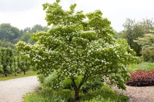 Cornus kousa chinensis China Girl 40- 60 cm