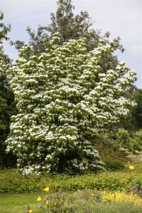 Cornus kousa chinensis China Girl 40- 60 cm