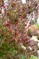 Cornus kousa chinensis China Girl 40- 60 cm