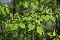 Cornus kousa chinensis China Girl 40- 60 cm