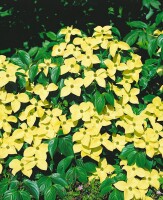 Cornus kousa chinensis China Girl 40- 60 cm