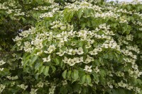 Cornus kousa chinensis China Girl 40- 60 cm