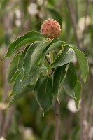 Cornus kousa chinensis China Girl 40- 60 cm