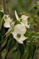 Cornus kousa chinensis China Girl 40- 60 cm