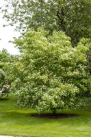 Cornus kousa chinensis China Girl 40- 60 cm