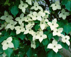 Cornus kousa chinensis China Girl 7,80- 100 cm