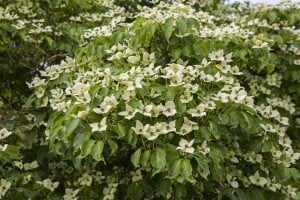 Cornus kousa chinensis China Girl 7,80- 100 cm