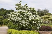 Cornus kousa chinensis China Girl 7,80- 100 cm