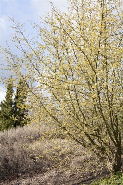 Cornus mas C 5 60- 100