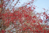 Cornus mas C 5 60- 100