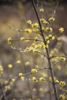 Cornus mas C 5 60- 100