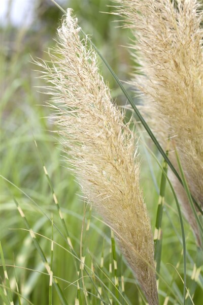 Cortaderia selloana Pumila 5L 80- 120