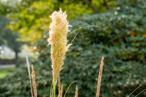 Cortaderia selloana Pumila 5L 80- 120