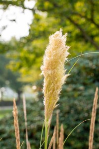 Cortaderia selloana Pumila 5L 80- 120