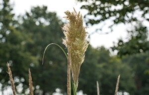 Cortaderia selloana Pumila 5L 80- 120