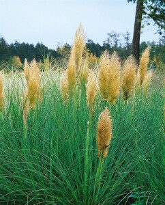 Cortaderia selloana Pumila 5L 80- 120