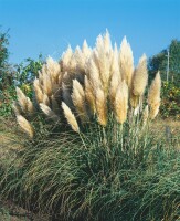 Cortaderia selloana Pumila 5L 80- 120