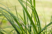 Cortaderia selloana Pumila 5L 80- 120