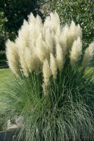 Cortaderia selloana Pumila 5L 80- 120