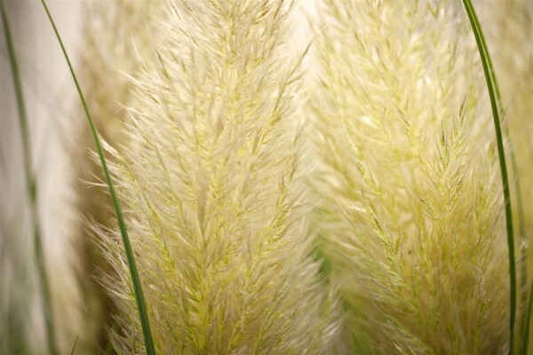 Cortaderia selloana Senior 5 L 80- 130