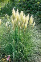 Cortaderia selloana Senior 5 L 80- 130