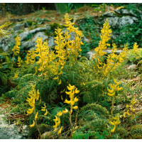 Corydalis cheilanthifolia Piniyin 2L 30-