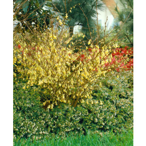 Corylopsis pauciflora 3 L 40-  60