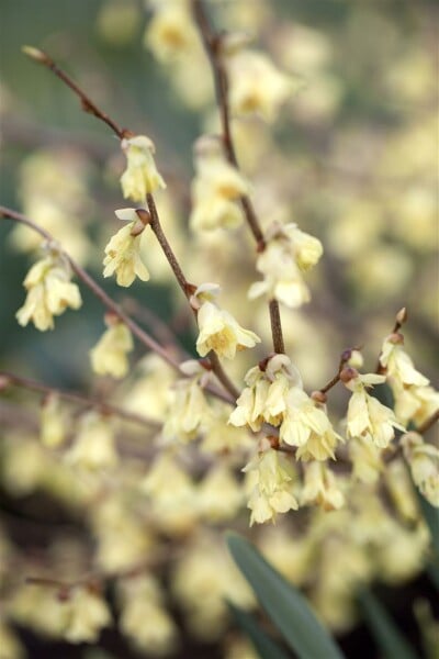 Corylopsis pauciflora 7,60- 80 cm