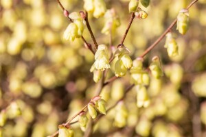 Corylopsis pauciflora 7,60- 80 cm