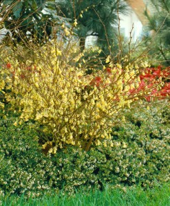 Corylopsis pauciflora 7,60- 80 cm