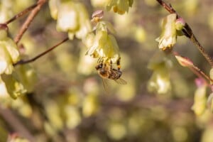 Corylopsis pauciflora 7,60- 80 cm