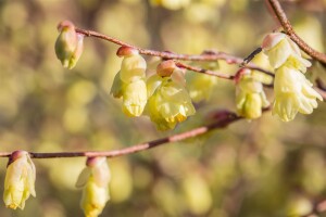 Corylopsis pauciflora 7,60- 80 cm