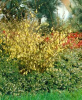 Corylopsis pauciflora 7,60- 80 cm