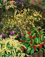 Corylopsis pauciflora 7,60- 80 cm