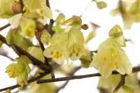 Corylopsis pauciflora 7,60- 80 cm