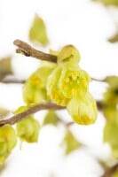 Corylopsis pauciflora 7,60- 80 cm