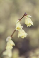 Corylopsis pauciflora 7,60- 80 cm