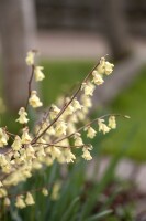 Corylopsis pauciflora 7,60- 80 cm