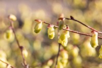 Corylopsis pauciflora 7,60- 80 cm