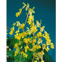 Corylopsis spicata 60- 80 cm
